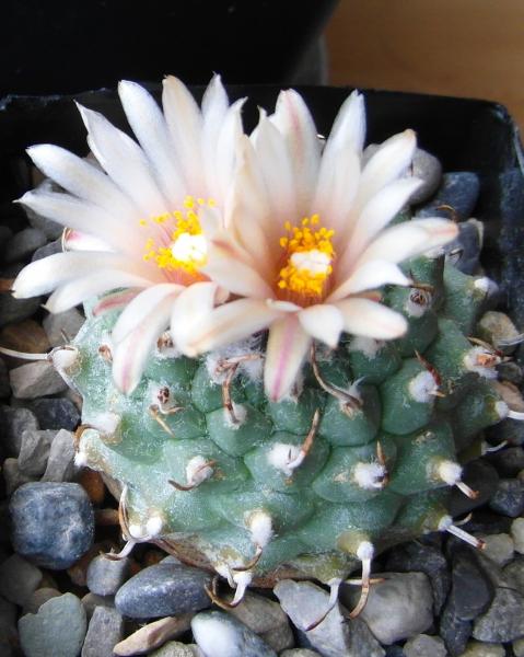 T. schwarzii