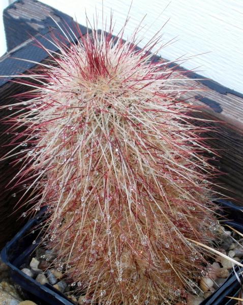 Echinocereus russanthus spines, wet