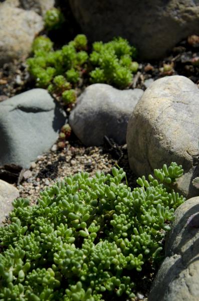 DSC_3108Sedum album.jpg