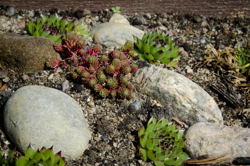 DSC_3113Sedum lydium.jpg