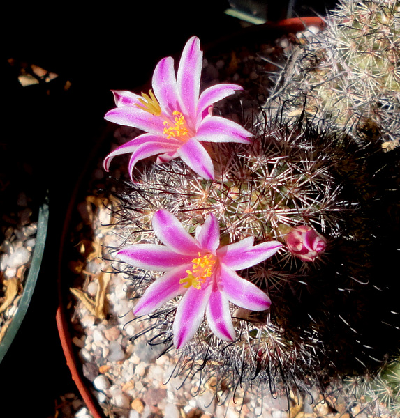 spritely Mammillaria blossfeldiana