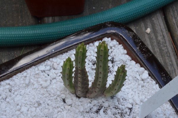 Stapelia flavopurpurea