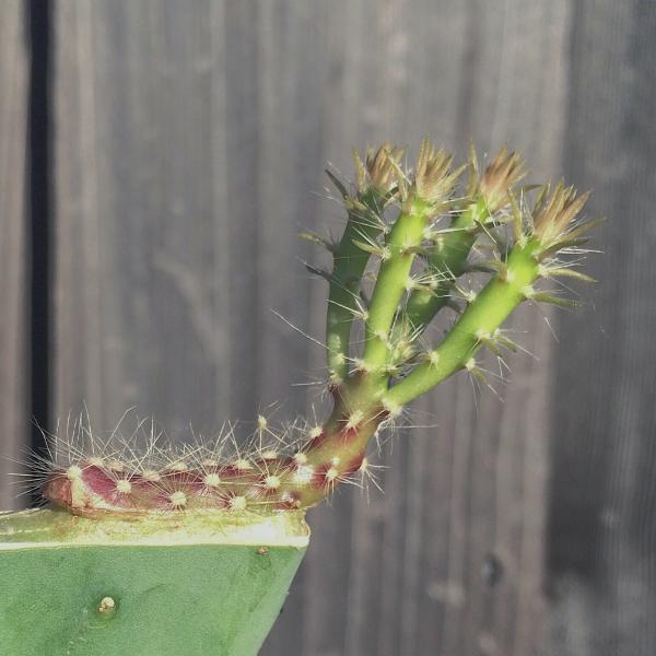 Opuntia galapageia seedling