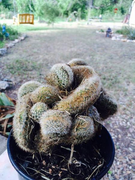 cacti.jpg