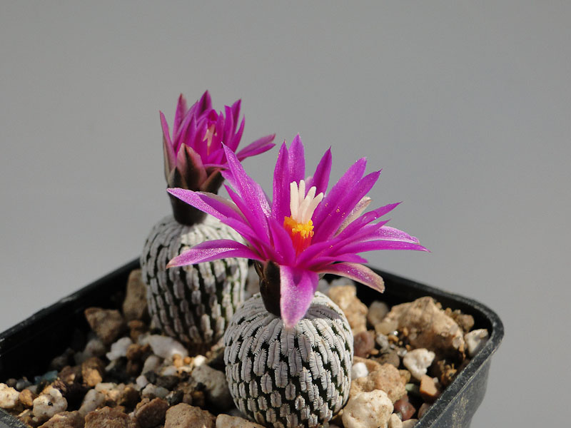 Turbinicarpus pseudopectinatus v. jarmilae 2012 April19-1.jpg