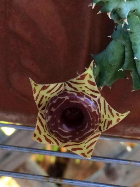 Huernia zebrina 1 (2015-Jul20).jpg