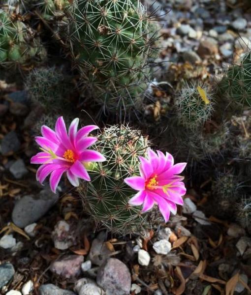 Mammallaria mazatlanensis (2015-Jul14).jpg