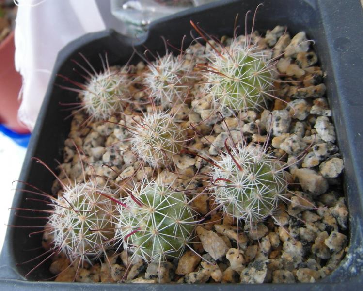 Mammillaria seedlings