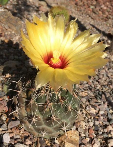 Coryphantha salinensis (2015-Aug12)A.jpg