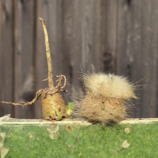 Tephrocactus malyana