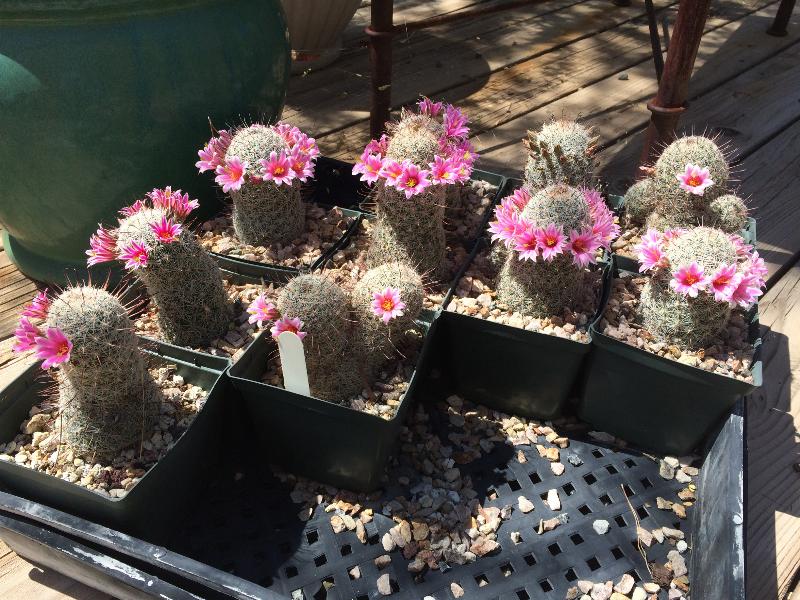 Mammillaria grahamii (CACSS).jpg