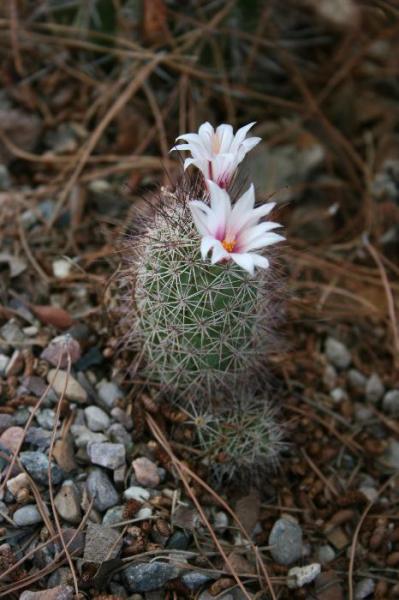 Mammillaria frealiana (2015-Aug19).JPG