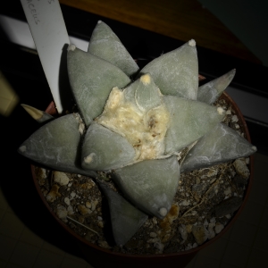 Ariocarpus retusus v. furfuraceus