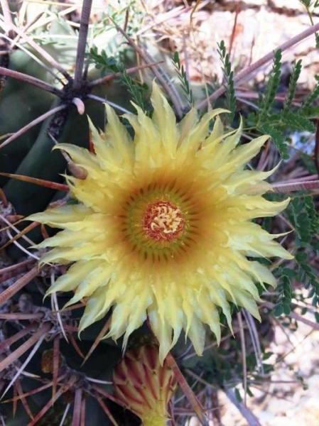 Ferocactus rectispinus (2015-Aug28).jpg