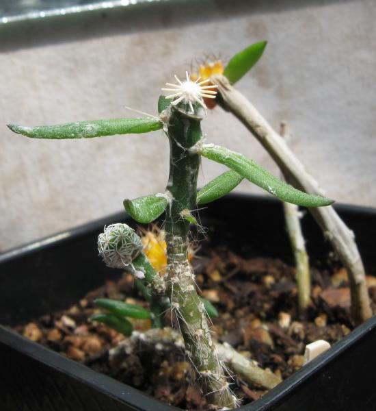 Escobaria and something else grafted on to Pereskiopsis