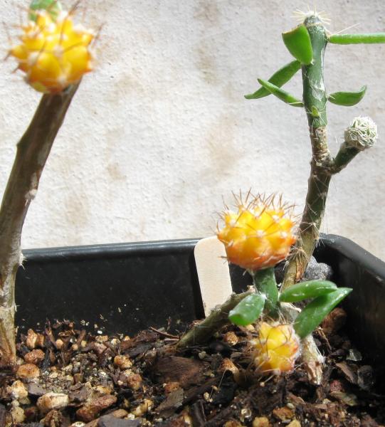 Grafted mutant Gymno's on Pereskiopsis