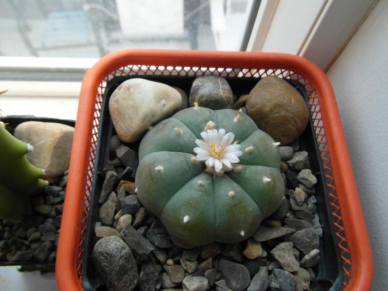 Lophophora w.