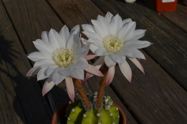 Echinopsis subdenudata (inally coordinated 2 blooms at the same time for me!)