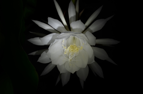 Epiphyllum oxypetalum