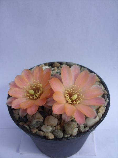 rebutia pygmaea MN031 270412.JPG