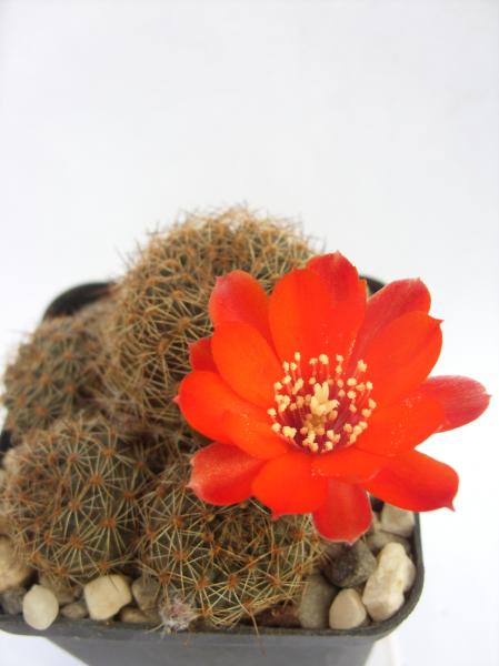 rebutia brunescens 270412.JPG