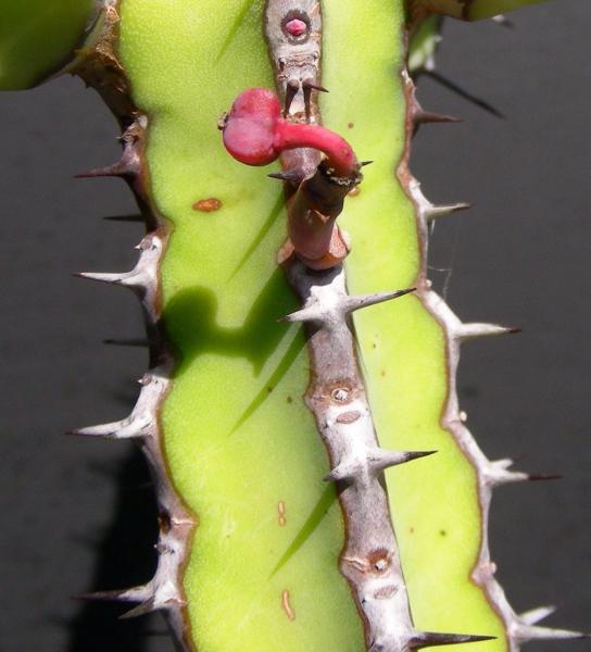 E. vulcanorum detail with seed capsule.