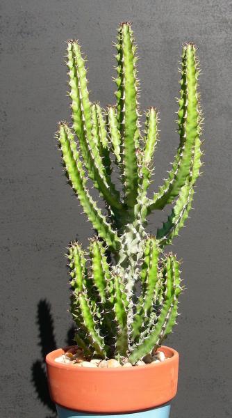Euphorbia zoutpansbergensis. Rooted cutting.