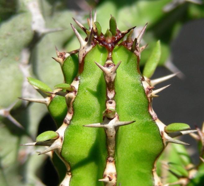 E. zoutpansbergensis - detail.