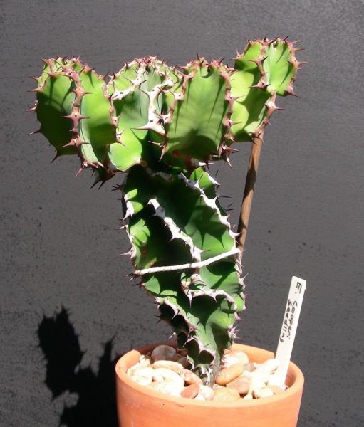 Euphorbia cooperi. Seedling.