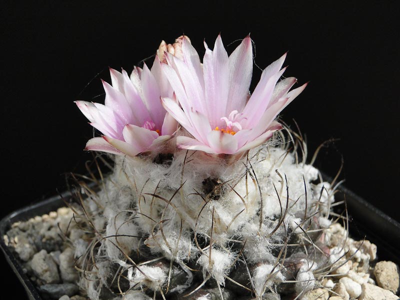 Turbinicarpus lauii, ARS 2012 April28-3.jpg