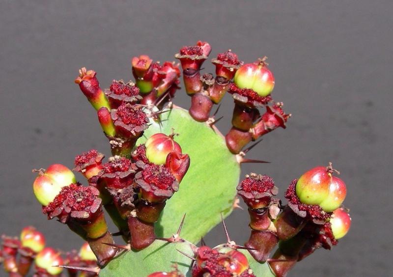 Euphorbia opuntioides. Rooted cutting. Seed capsule detail.