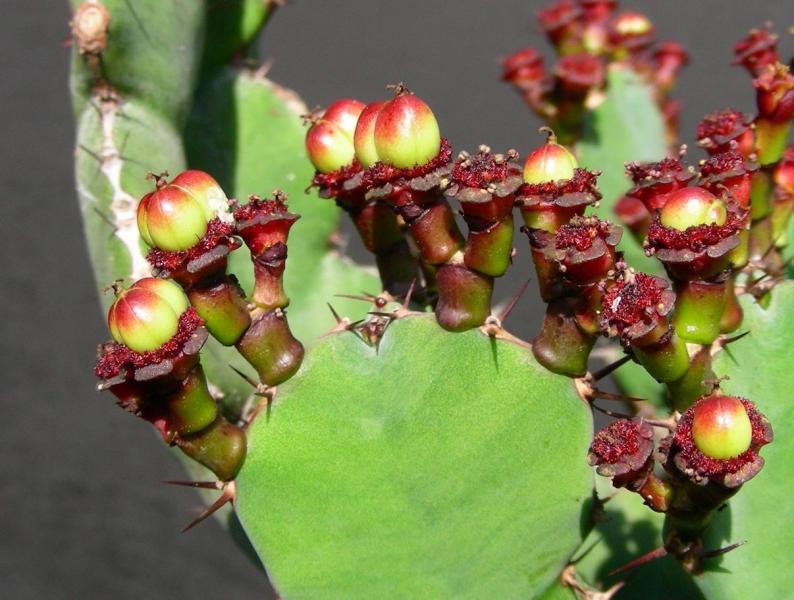 Euphorbia opuntioides. Alternate photo 1.