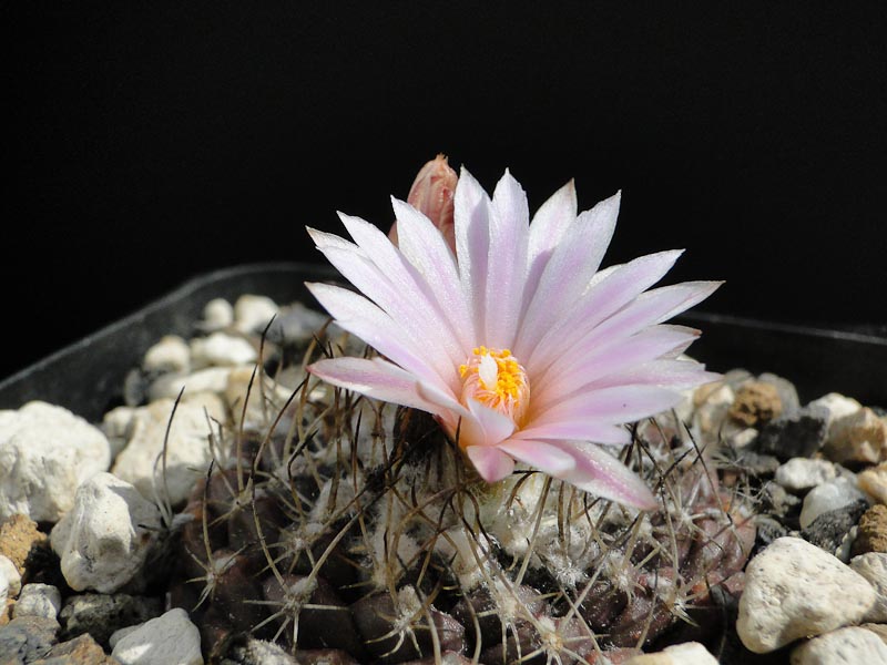 Turbinicarpus lauii, Essen 2012 April28-1.jpg