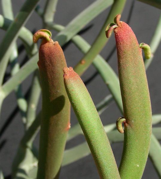 Euphorbia xylophylloides - detail.