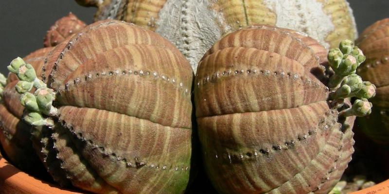 Euphorbia obesa - detail.