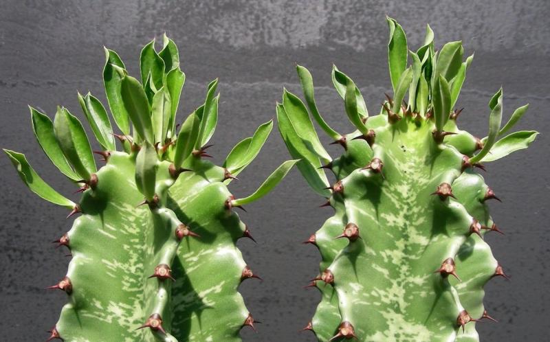 Euphorbia ingens - detail.