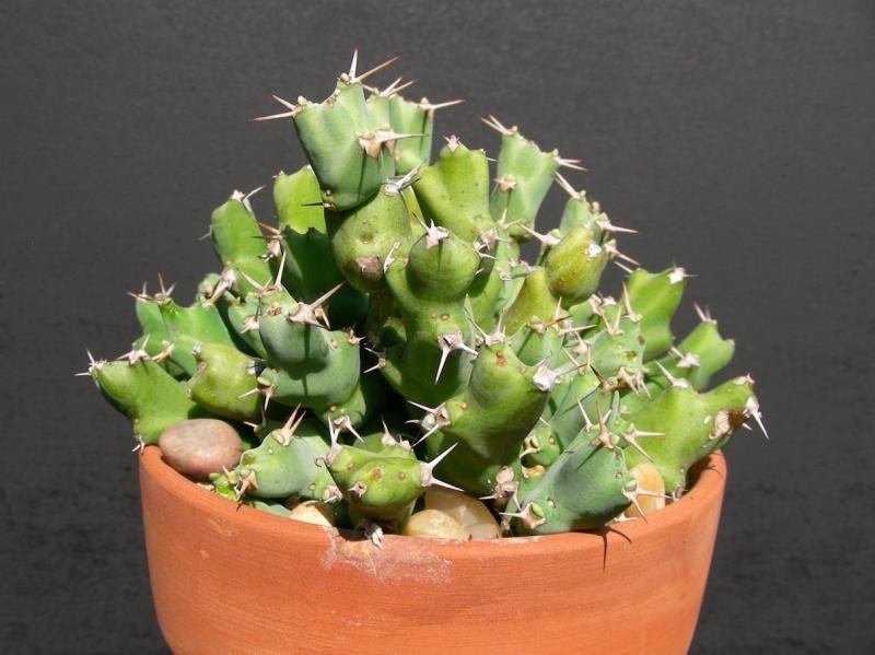 Euphorbia clivicola. Seedling.