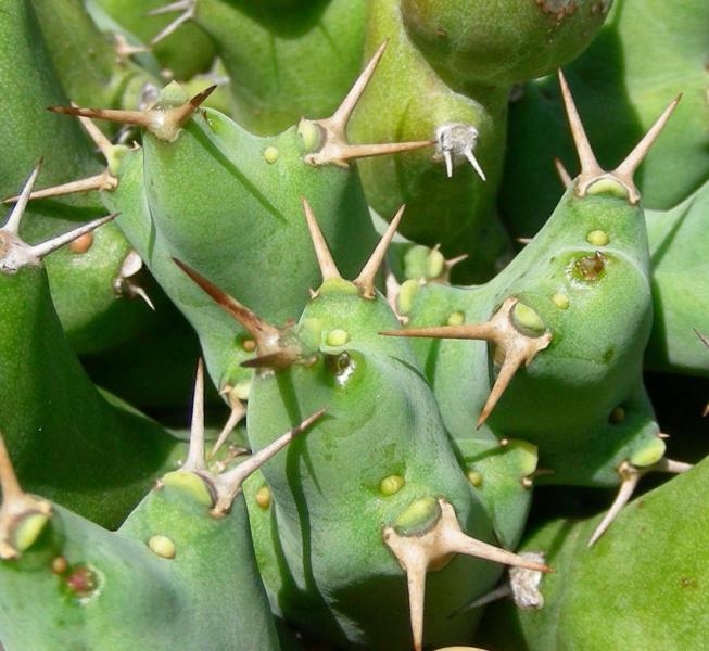 Euphorbia clivicola - detail.