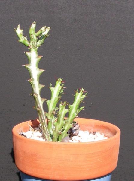 Euphorbia knuthii. Seedling.