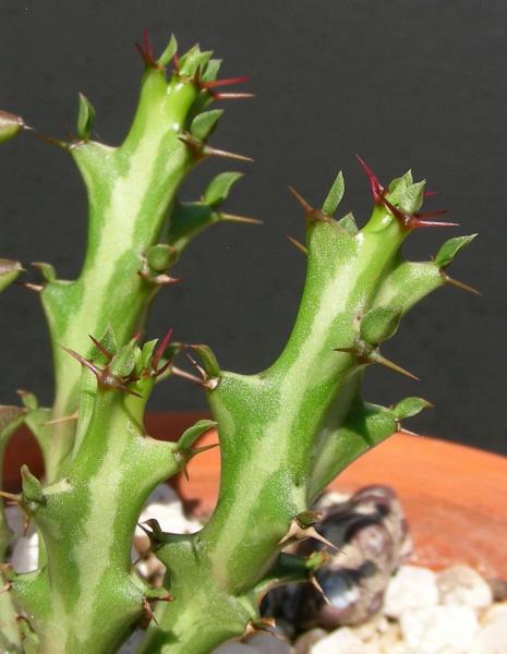 Euphorbia knuthii - detail.