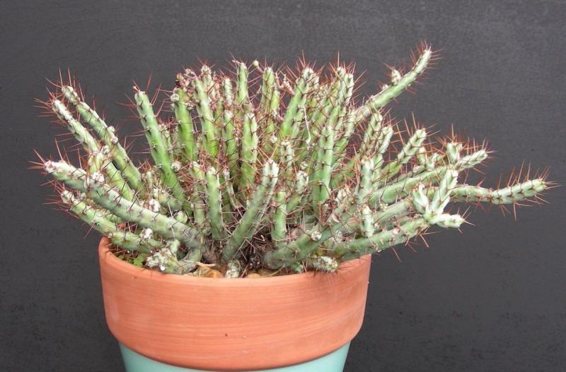 Euphorbia cuprispina. Rooted cutting.