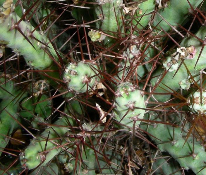 Euphorbia cuprispina. Detail.