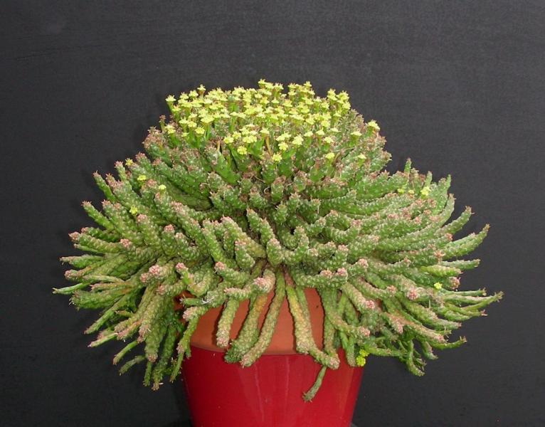 Euphorbia flanaganii. Seedling.