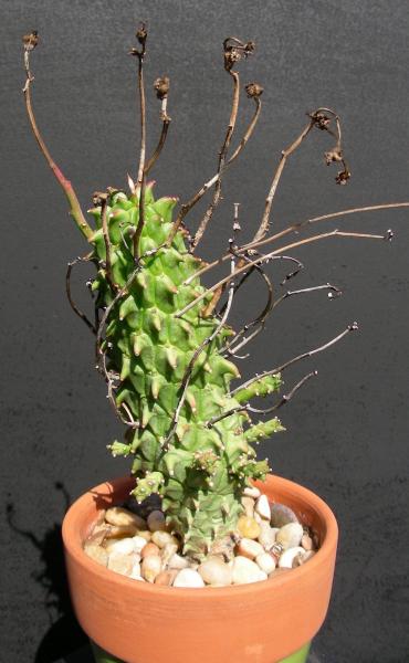 Euphorbia restituta. Seedling.
