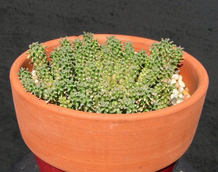 Euphorbia arida. Seedling