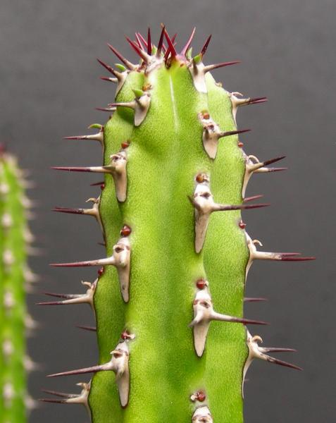 Euphorbia classenii. Detail.