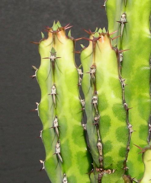 Euphorbia boranensis. Detail.