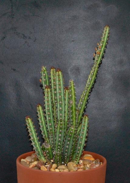 Euphorbia scitula. Rooted cutting. This photo is from last fall. During the winter this plant died back except for two short distal branches. I have spent most of the summer trying to reroot the two pieces.