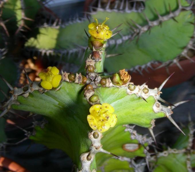 Euphorbia barnardii. Detail