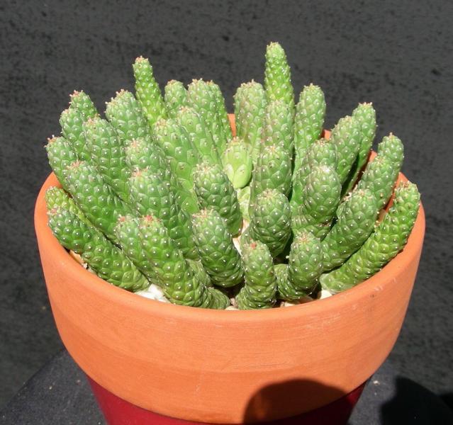 Euphorbia esculenta. Seedling.